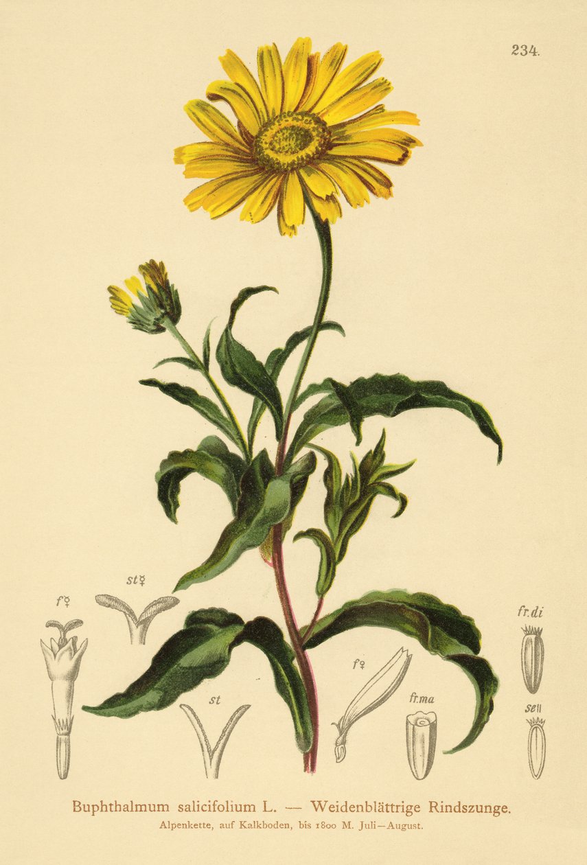 Gult okseøje (Buphthalmum salicifolium) af German School