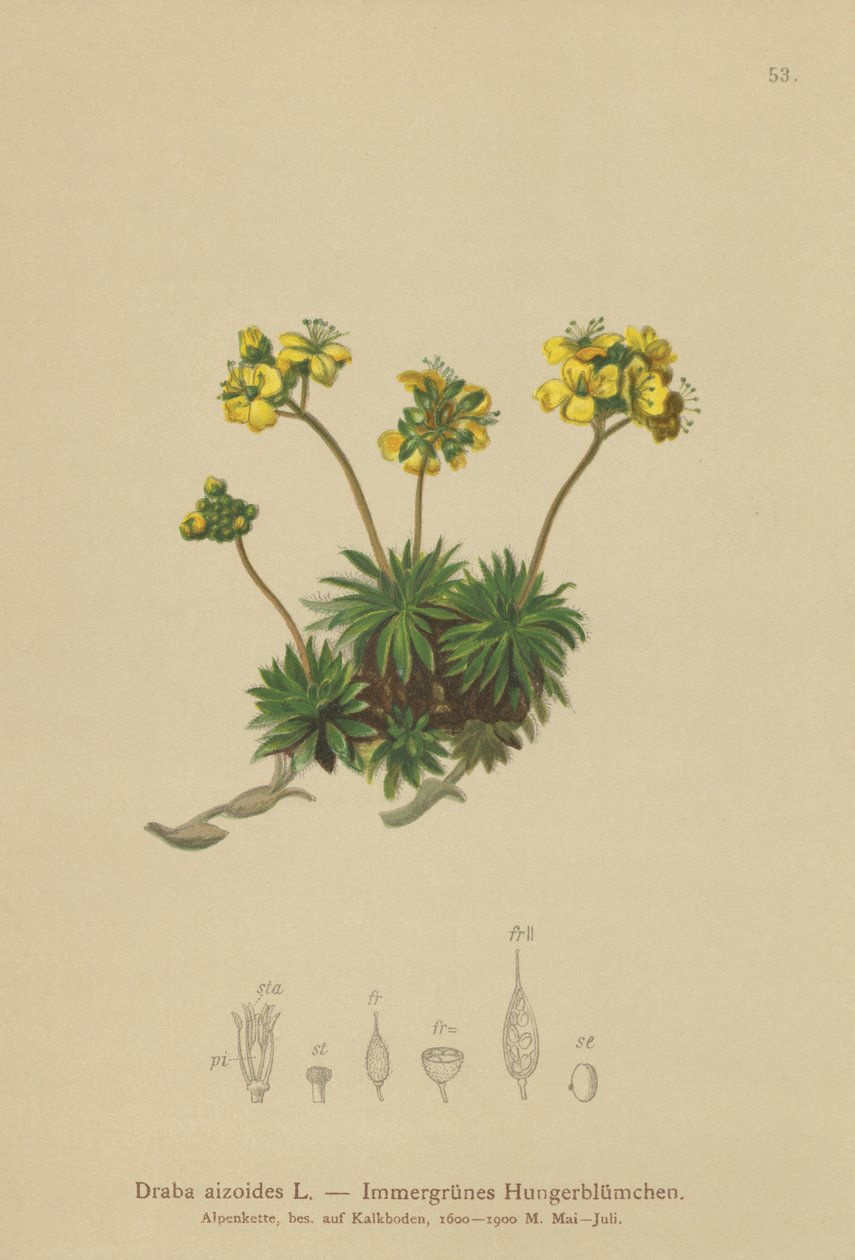 Gul hvidgræs (Draba aizoides) af German School