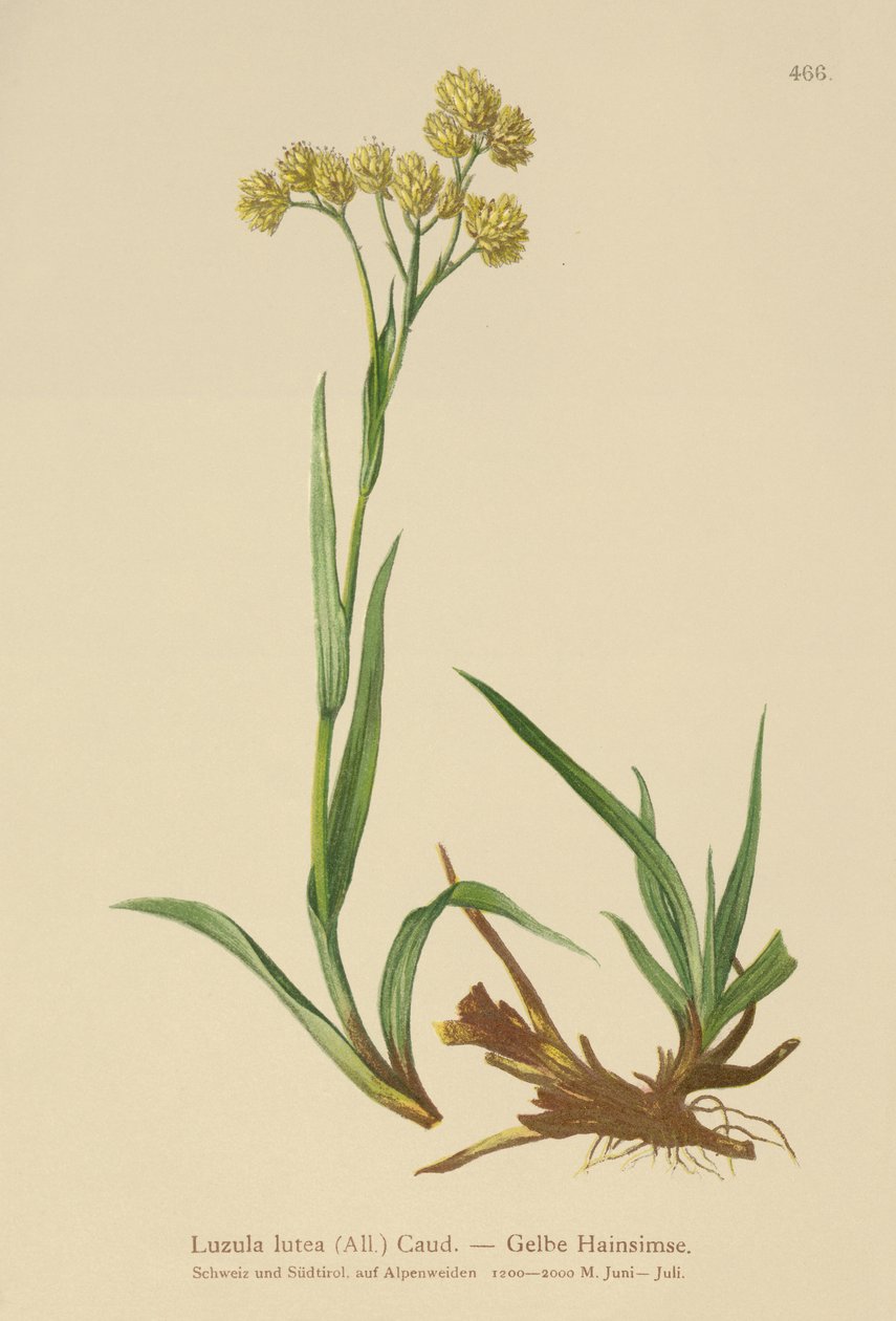 Gul skov-bunke (Luzula lutea) af German School