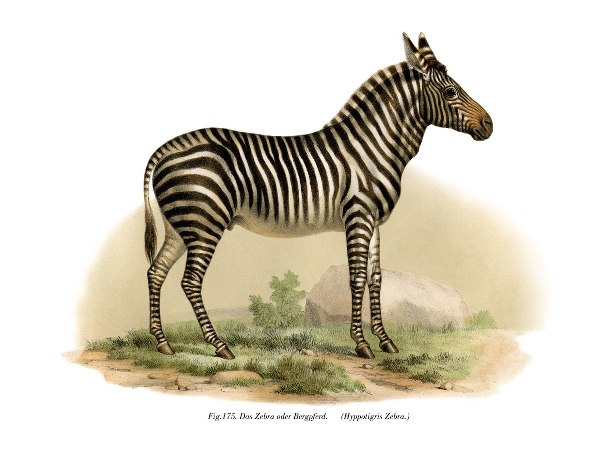 Zebra, 1860 af German School