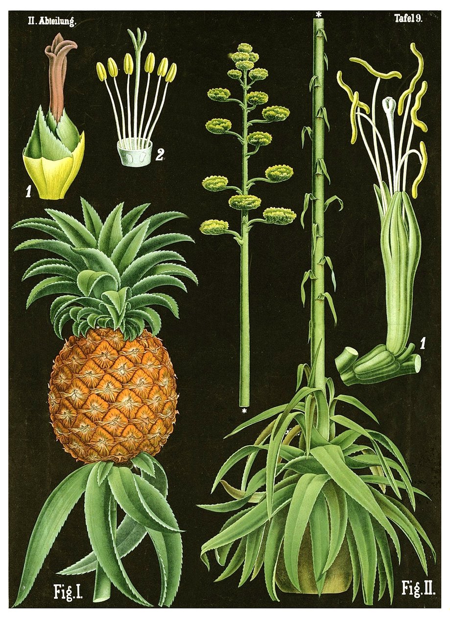 ananas af German School