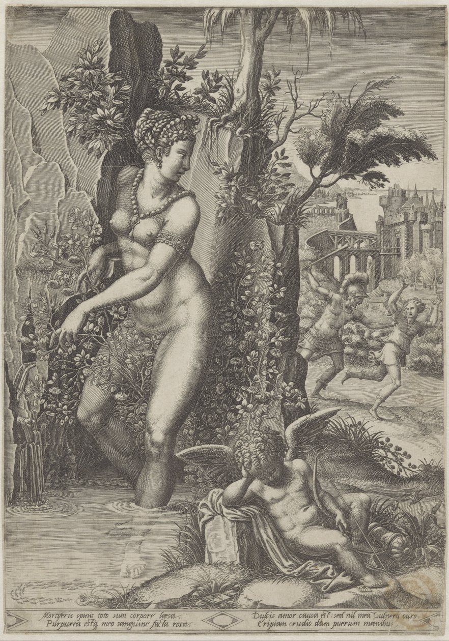 Venus og rosen af Giorgio Ghisi