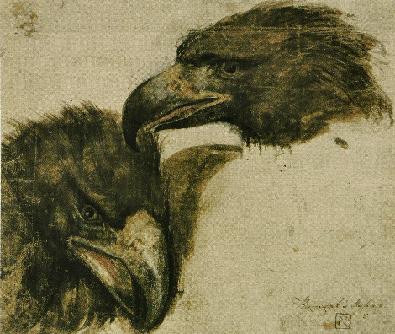 To undersøgelser af Eagle Head af Giovanni da Udine
