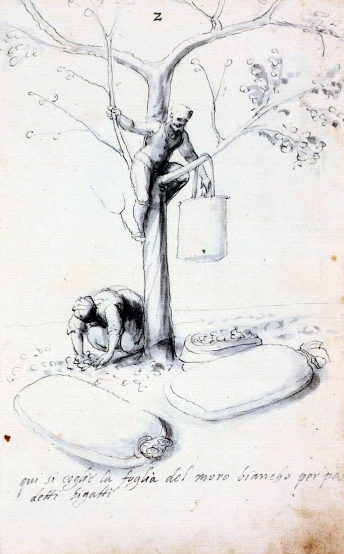Afhandling om silkekultur og fremstilling af Giuseppe Arcimboldo