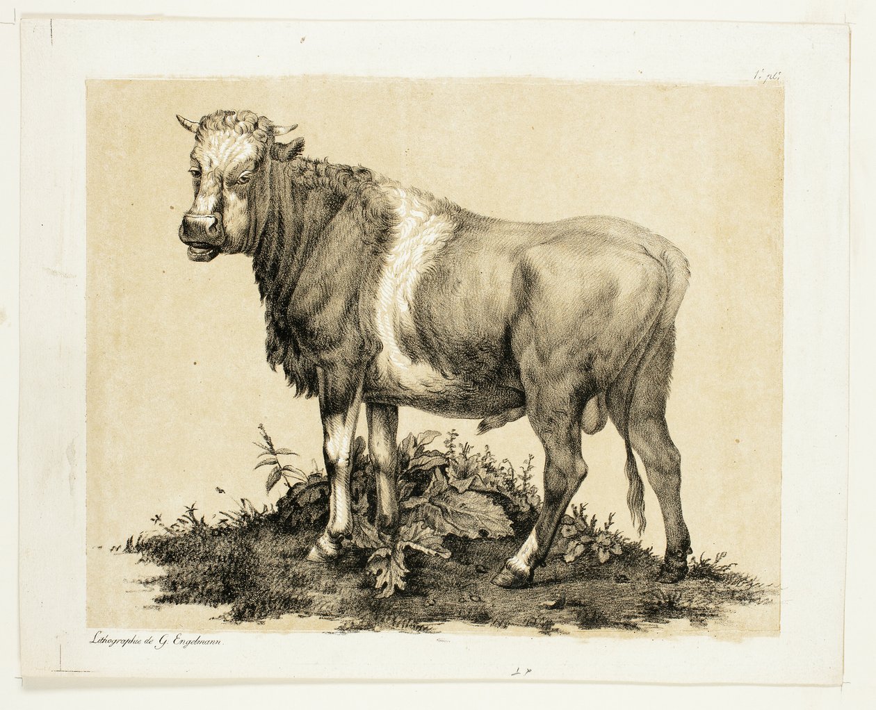 Tyren af Gottfried Engelmann