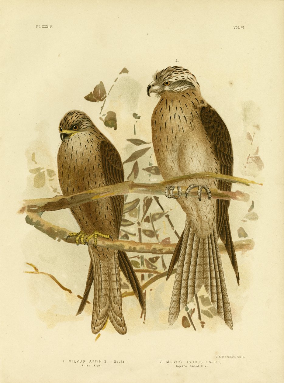 Allied drage eller sort drage, 1891 af Gracius Broinowski