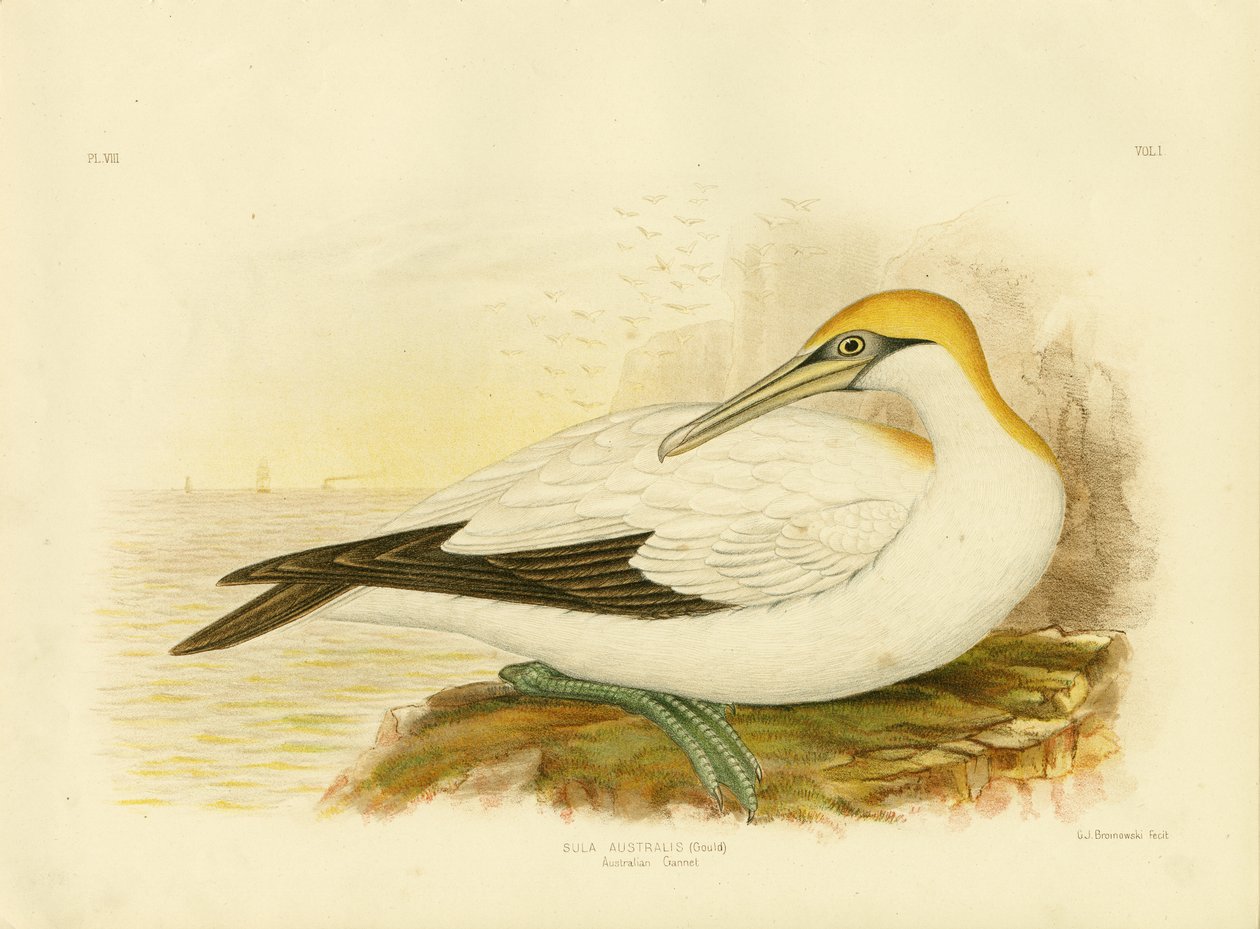 australsk sule, 1891 af Gracius Broinowski