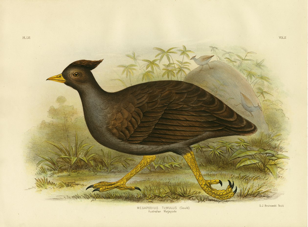 Australian Megapode, 1891 af Gracius Broinowski