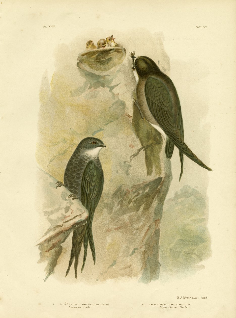 Australian Swift eller Fork-tailed Swift, 1891 af Gracius Broinowski