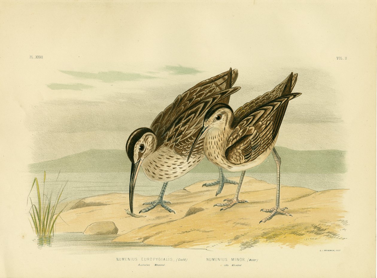 Australian Whimbrel, 1891 af Gracius Broinowski