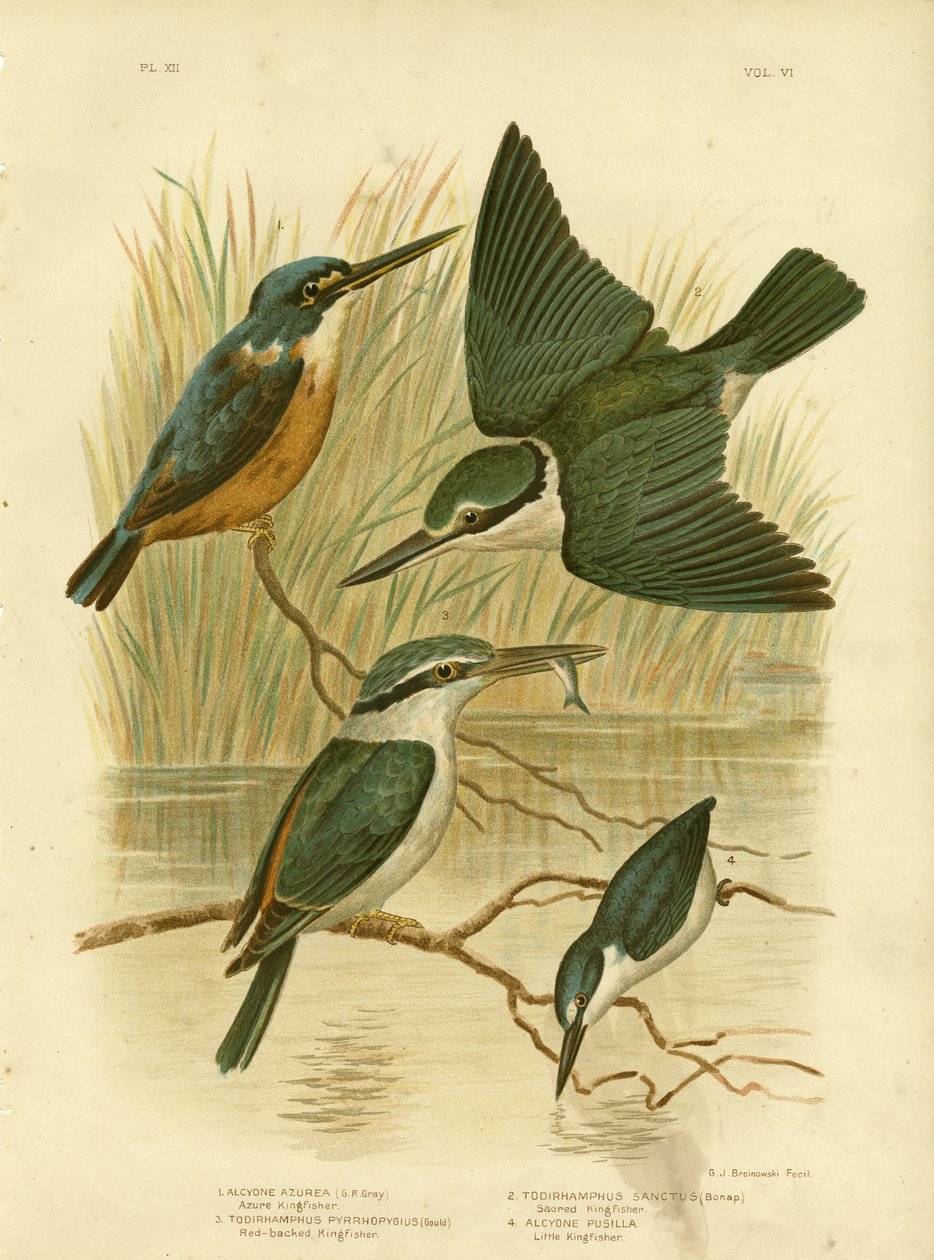 Azure Kingfisher, 1891 af Gracius Broinowski