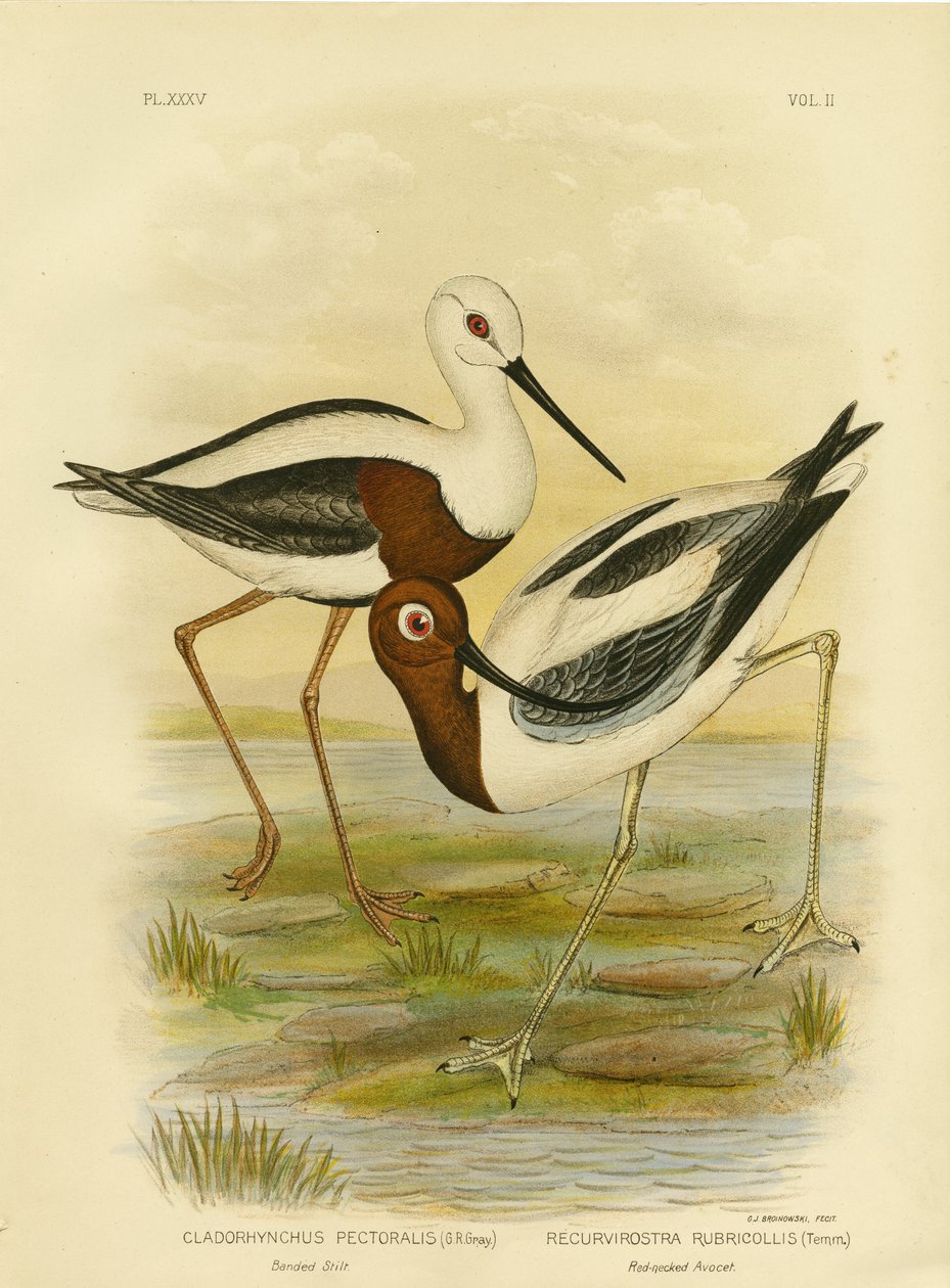 Banded Stilt, 1891 af Gracius Broinowski