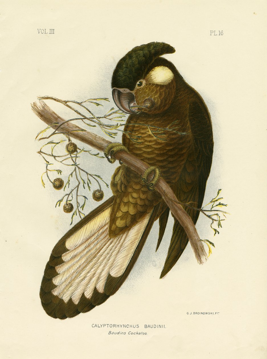 Baudins sorte kakadue, 1891 af Gracius Broinowski
