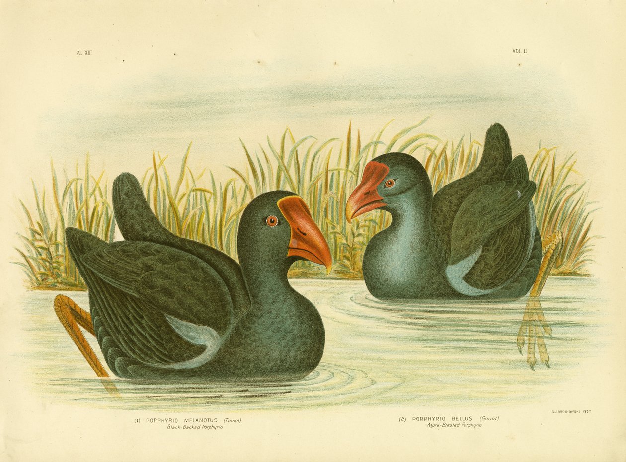 Sortrygget Porphyrio, 1891 af Gracius Broinowski