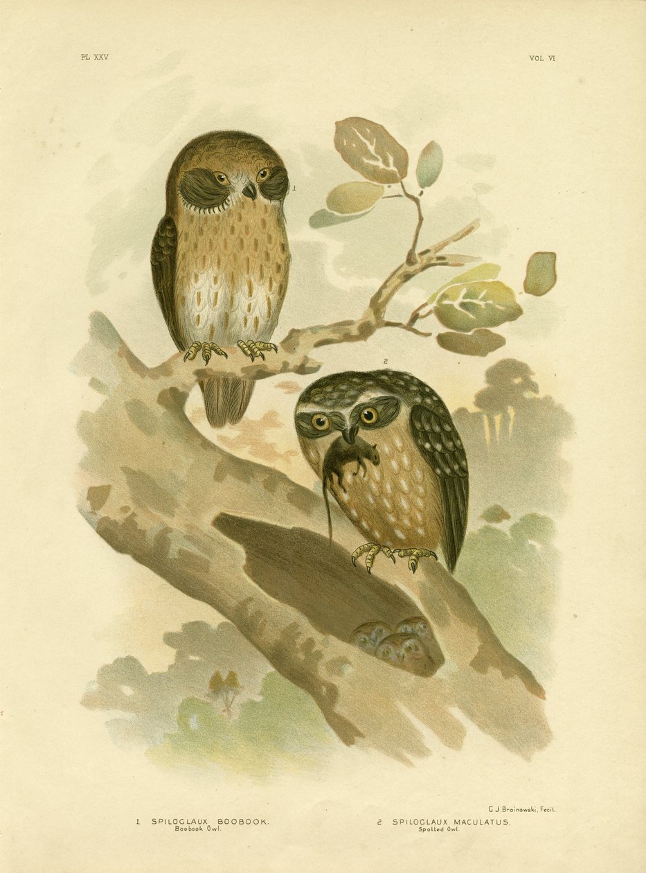 Bogugle, 1891 af Gracius Broinowski
