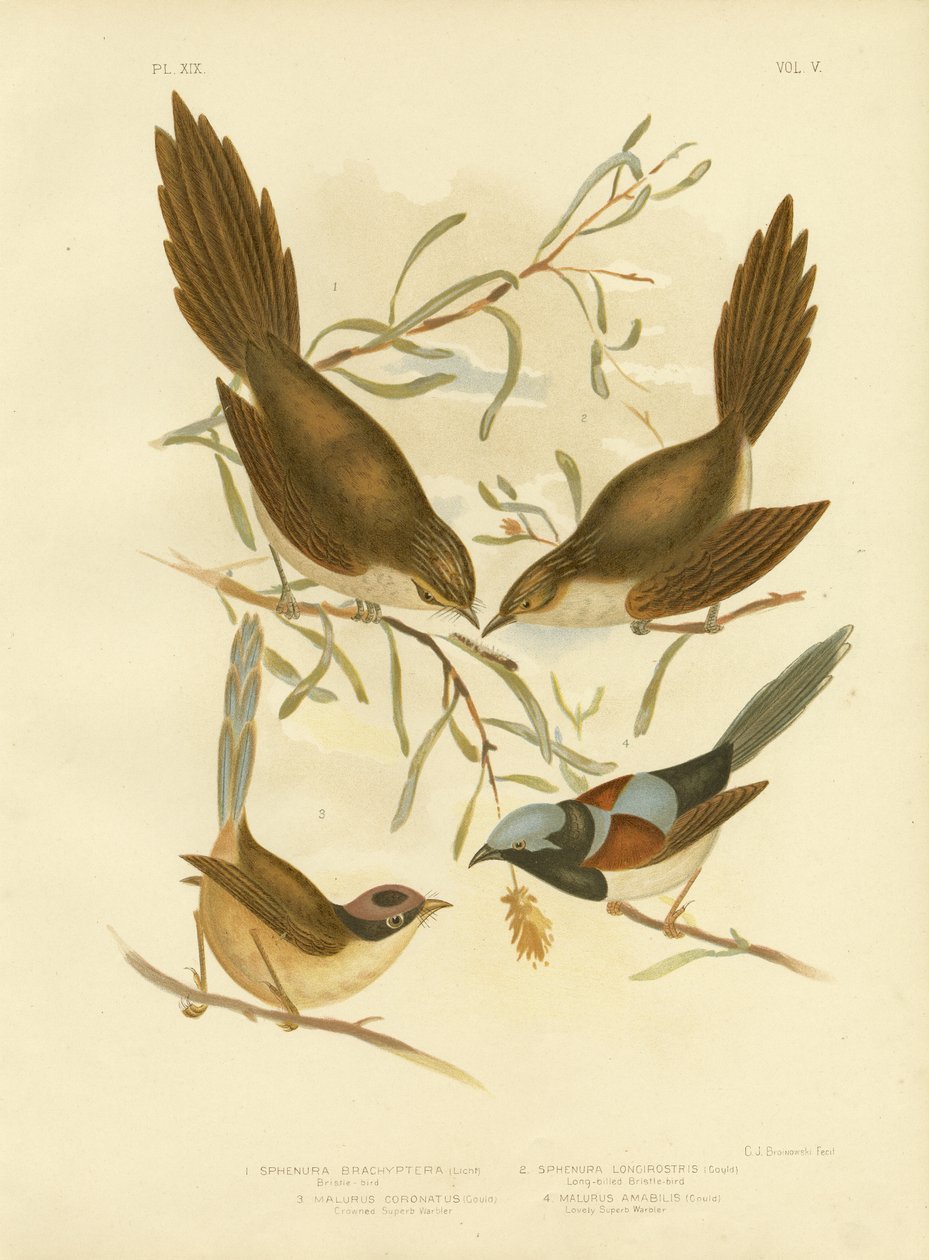 Børstehårfugl, 1891 af Gracius Broinowski