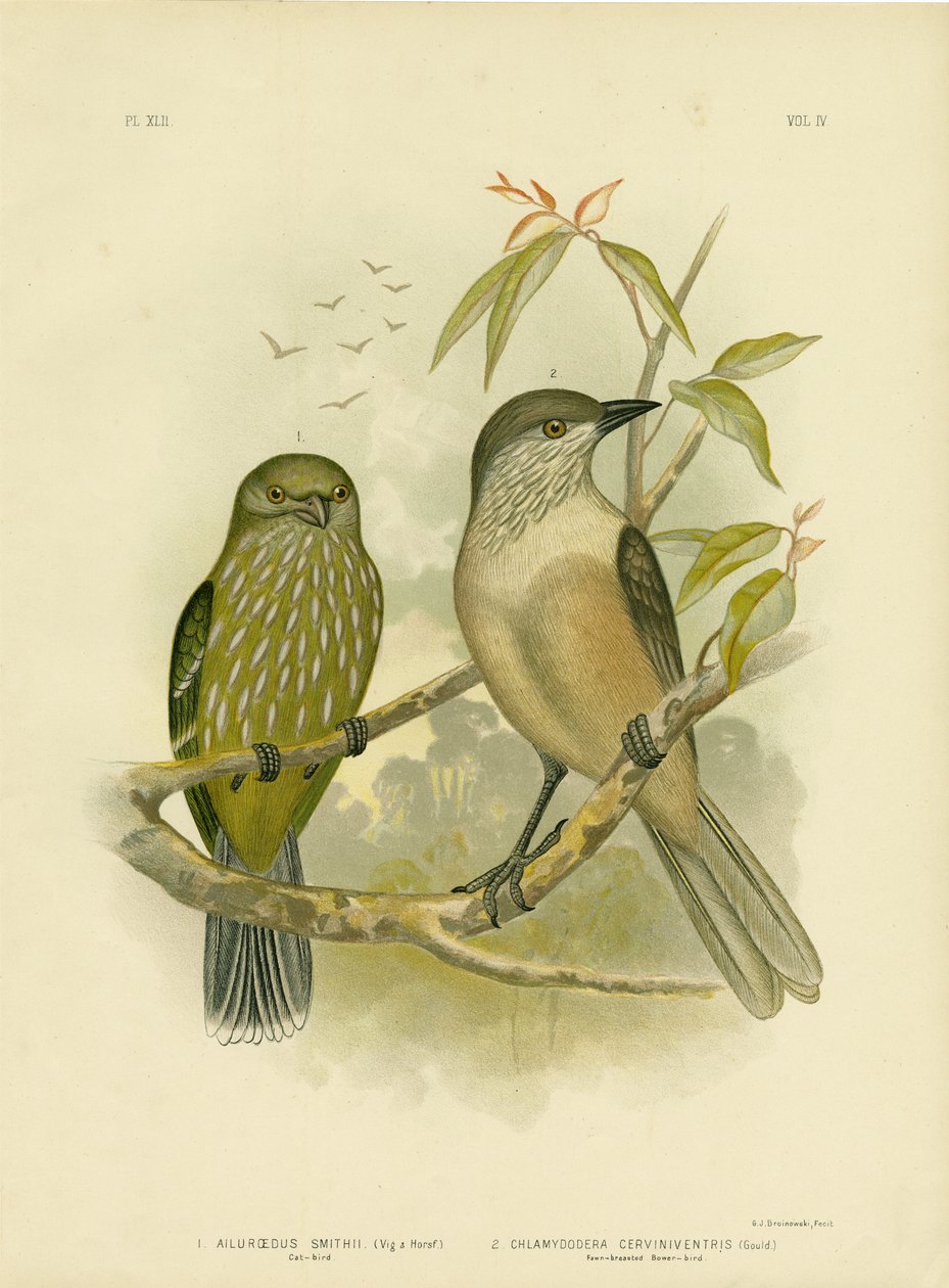 Kattefugl, 1891 af Gracius Broinowski