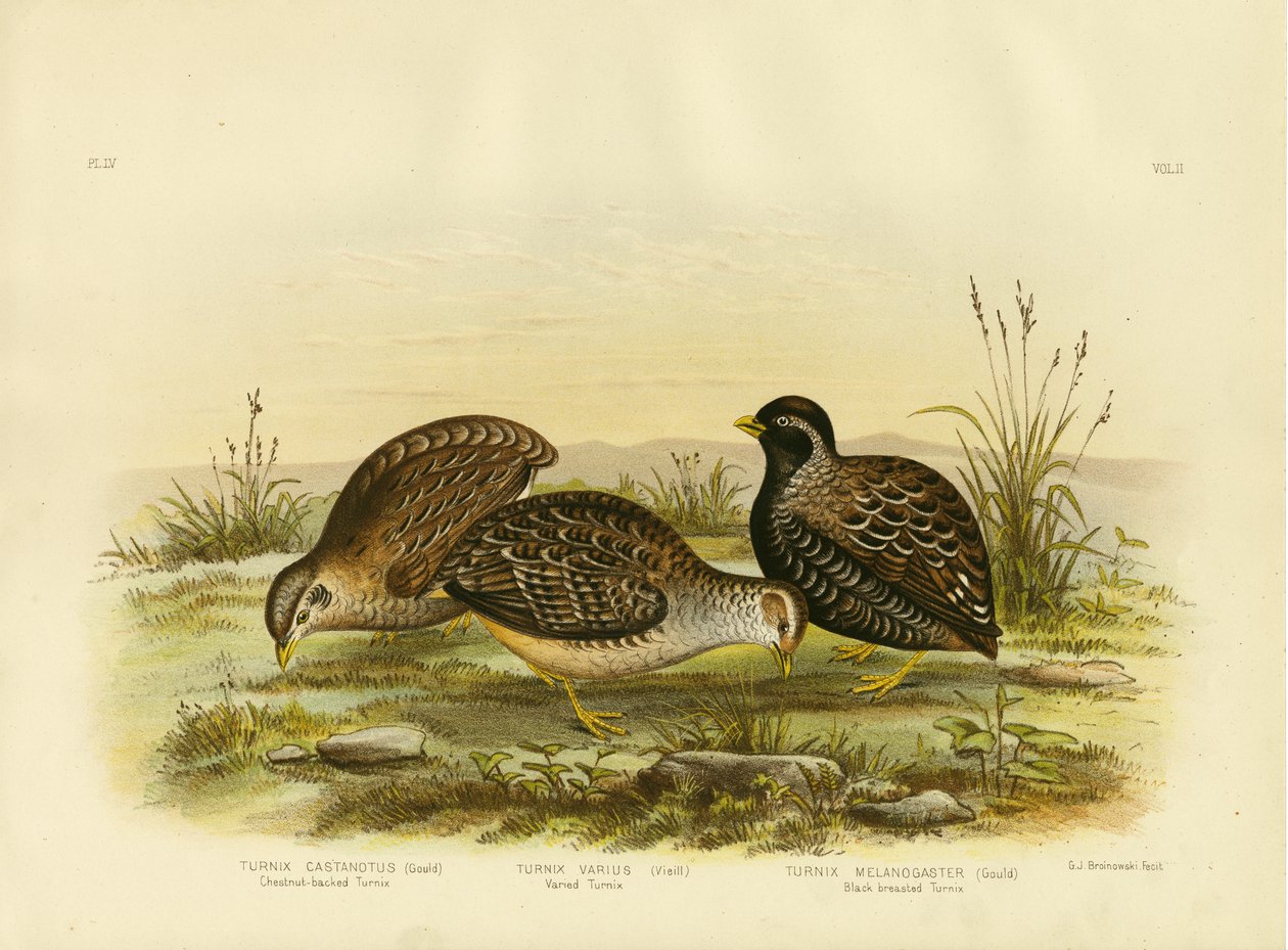 Kastanjerygget Turnix, 1891 af Gracius Broinowski