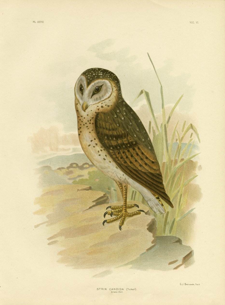 Græsugle, 1891 af Gracius Broinowski