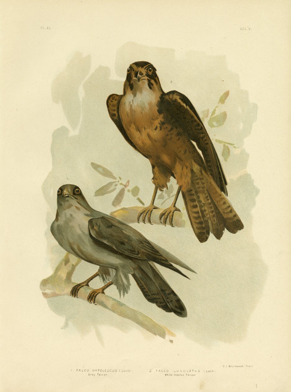 Gråfalk, 1891 af Gracius Broinowski