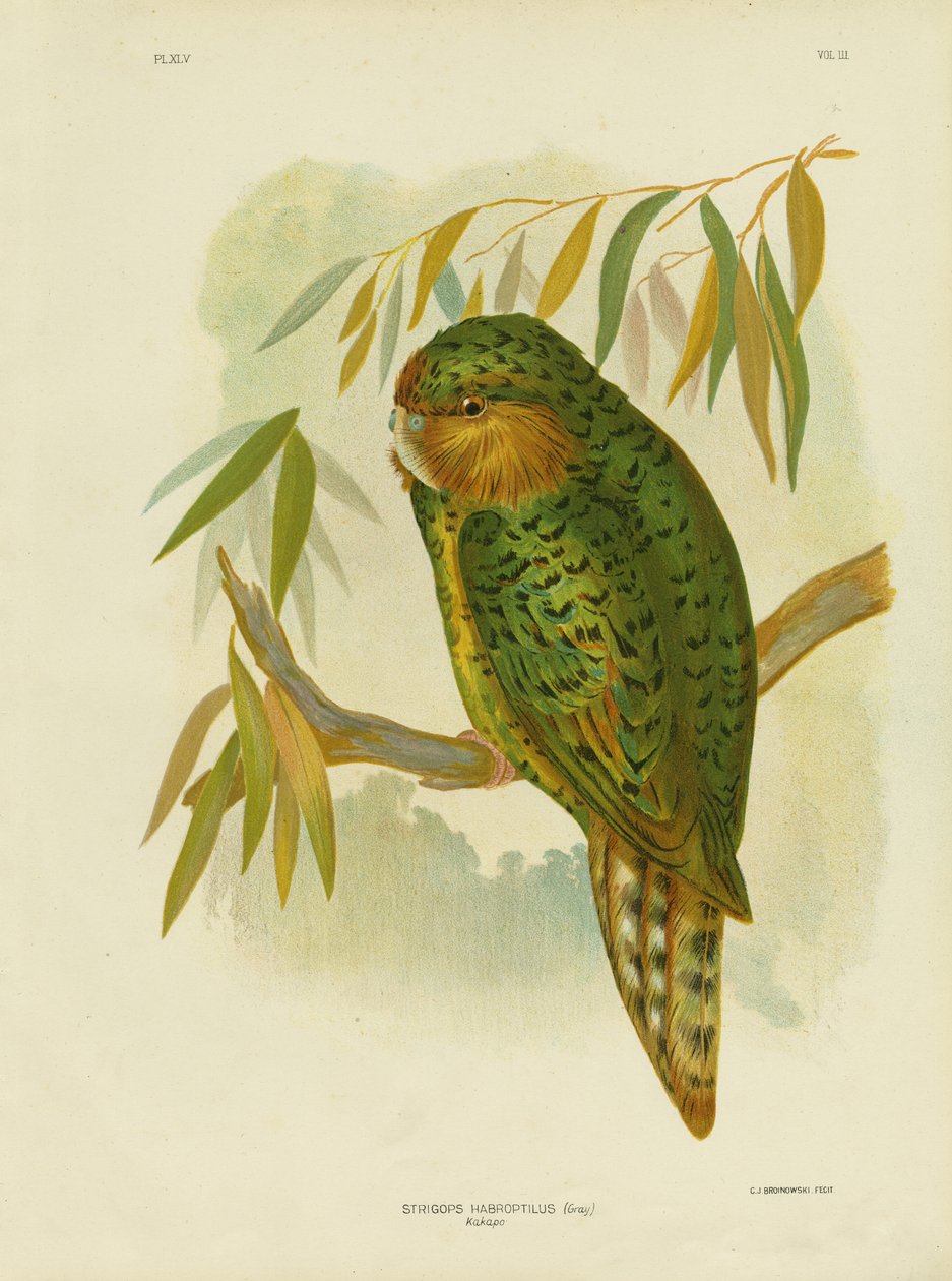 Kakapo, 1891 af Gracius Broinowski