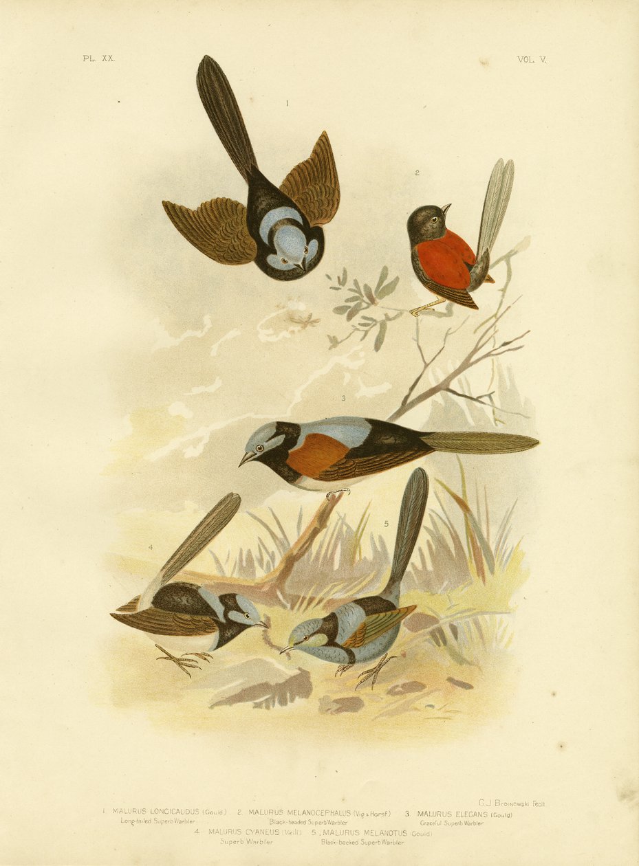 Langhalet gærdesmutte, 1891 af Gracius Broinowski