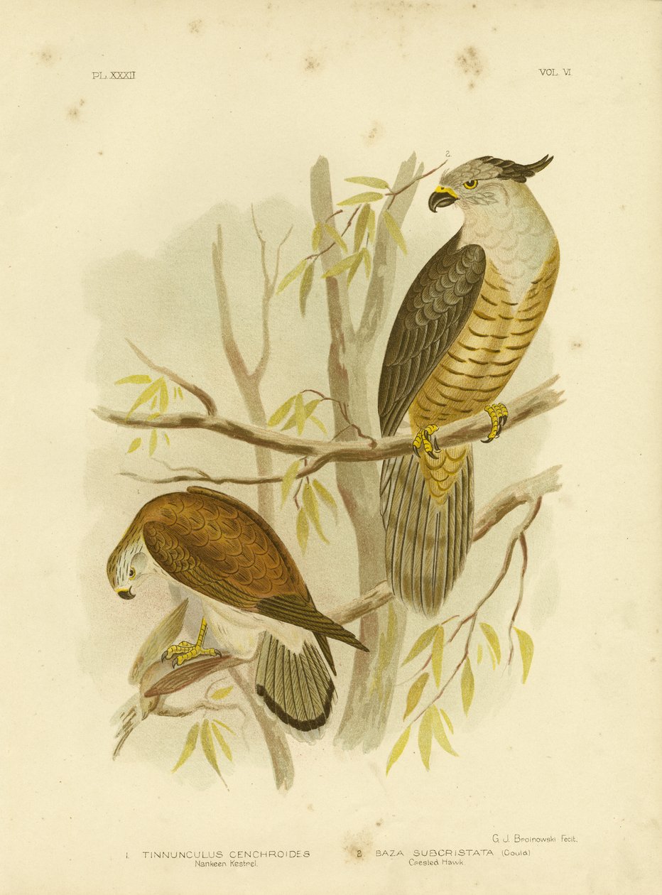 Nankeen Kestrel Eller australsk Kestrel, 1891 af Gracius Broinowski