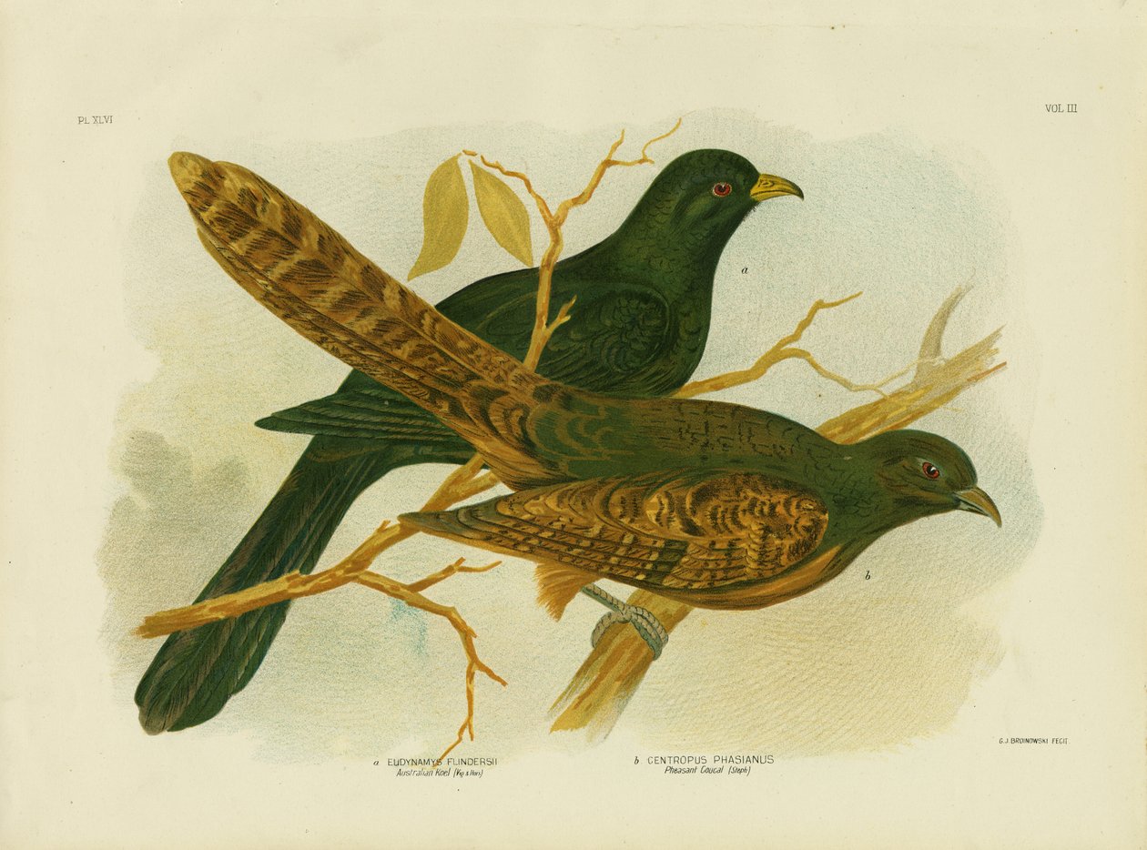 Fasan Coucal, 1891 af Gracius Broinowski