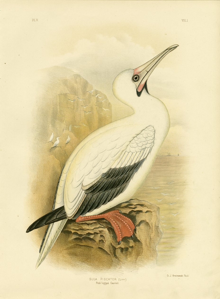Rødbenet sule, 1891 af Gracius Broinowski