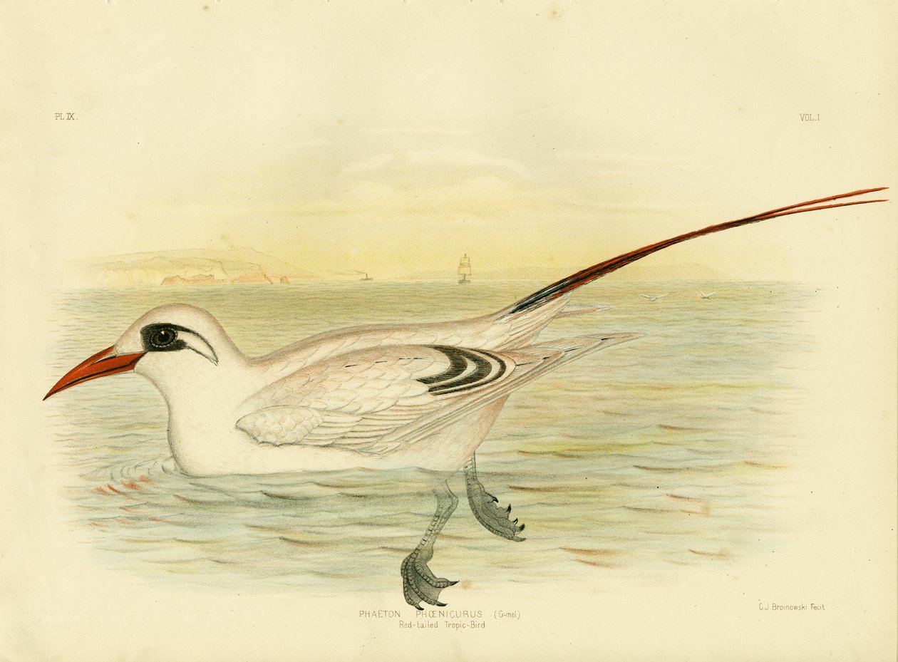 Rødhalet Tropicbird, 1891 af Gracius Broinowski