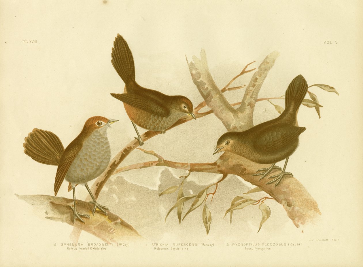 Rufescent Scrub-Bird, 1891 af Gracius Broinowski