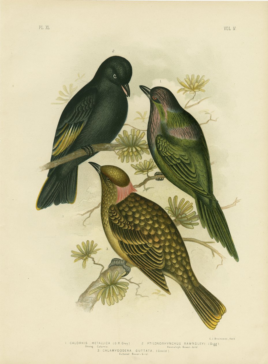 Shining Calornis Eller Metallic Starling Eller Shining Starling, 1891 af Gracius Broinowski