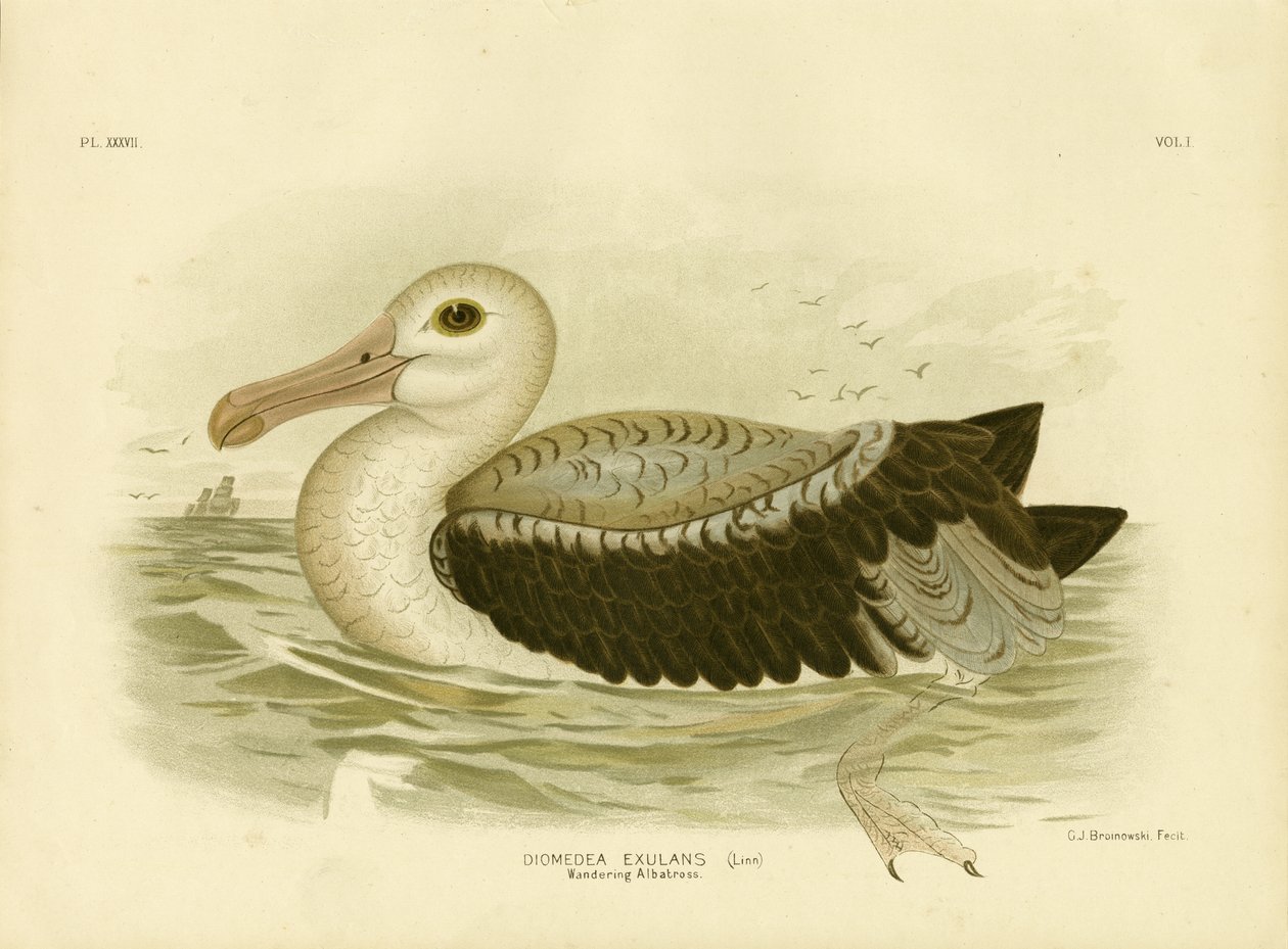 Sølvgrå petrel, 1891 af Gracius Broinowski