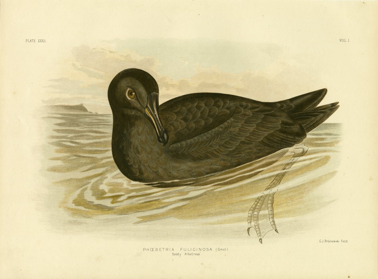 Sodet albatros, 1891 af Gracius Broinowski