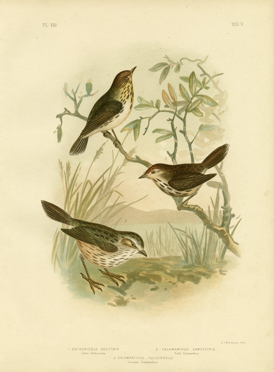 Spættet Warbler, 1891 af Gracius Broinowski