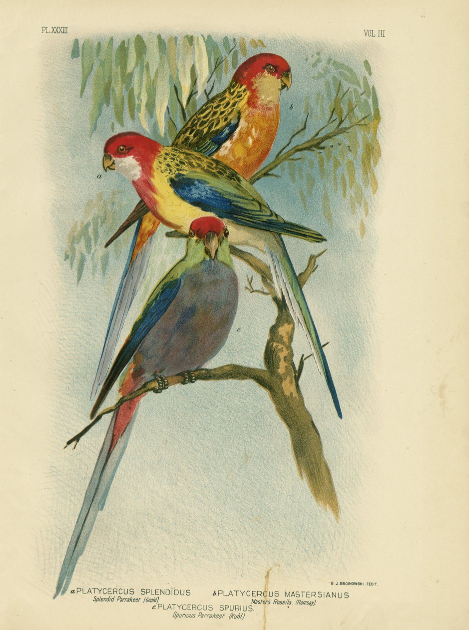 Splendid Parakit, 1891 af Gracius Broinowski