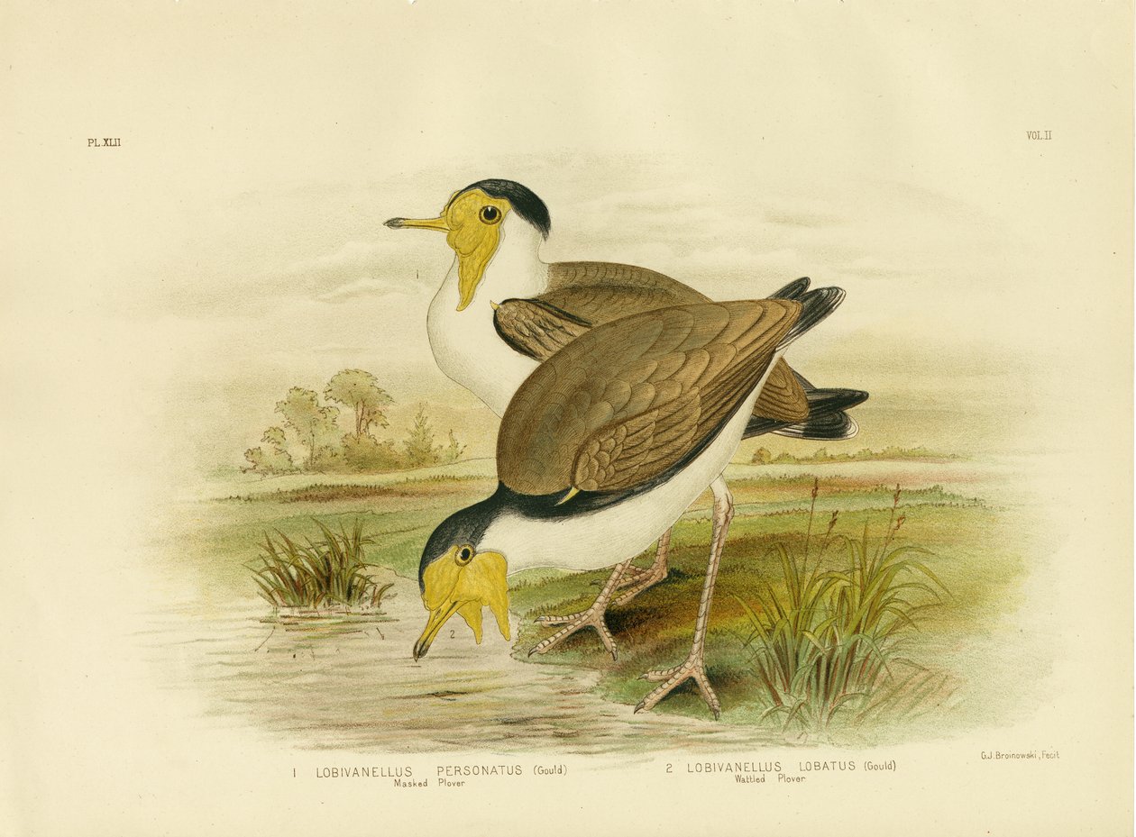 Wattled Plover, 1891 af Gracius Broinowski
