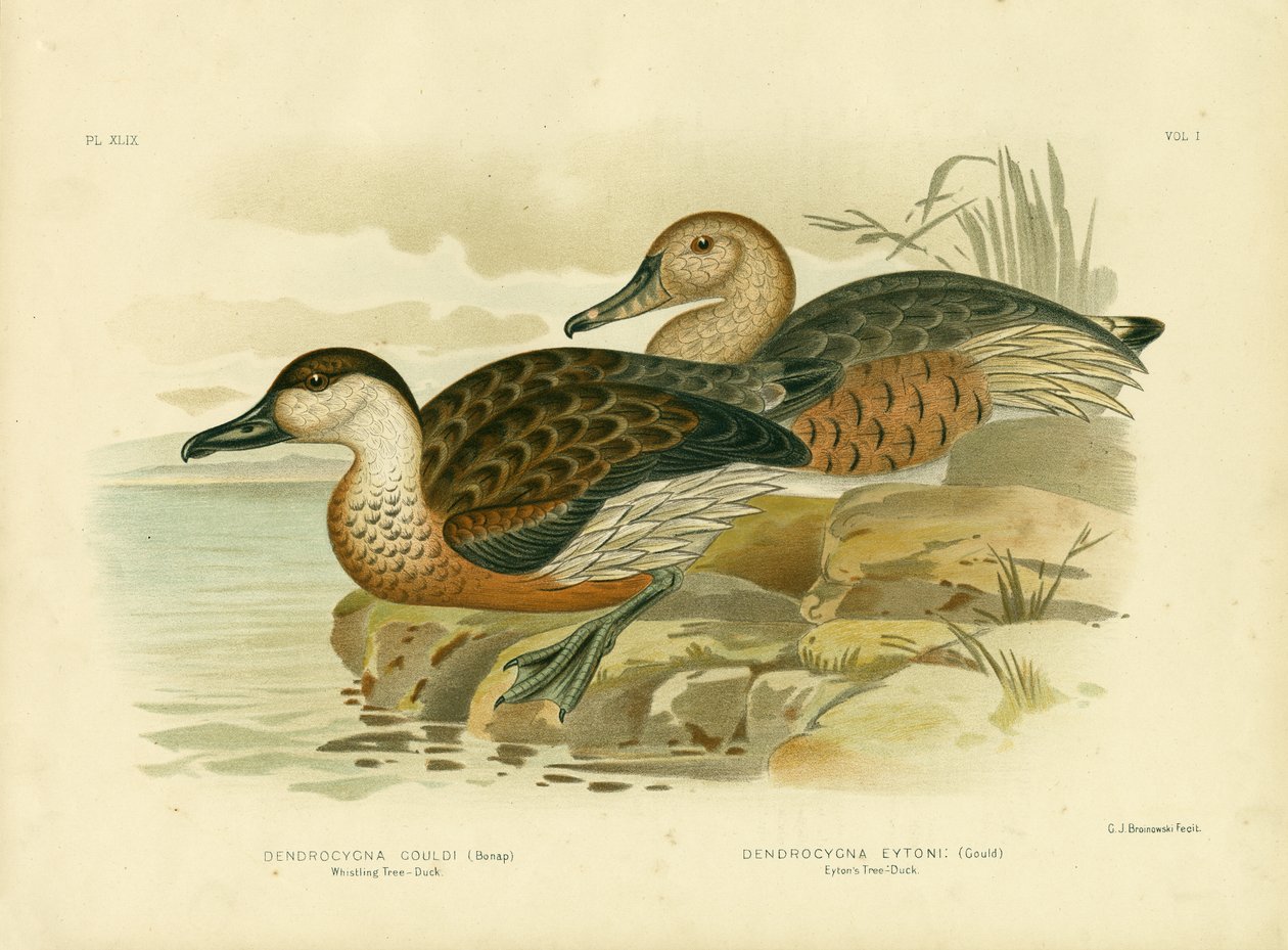 Fløjtende træand eller vandrende fløjteand, 1891 af Gracius Broinowski