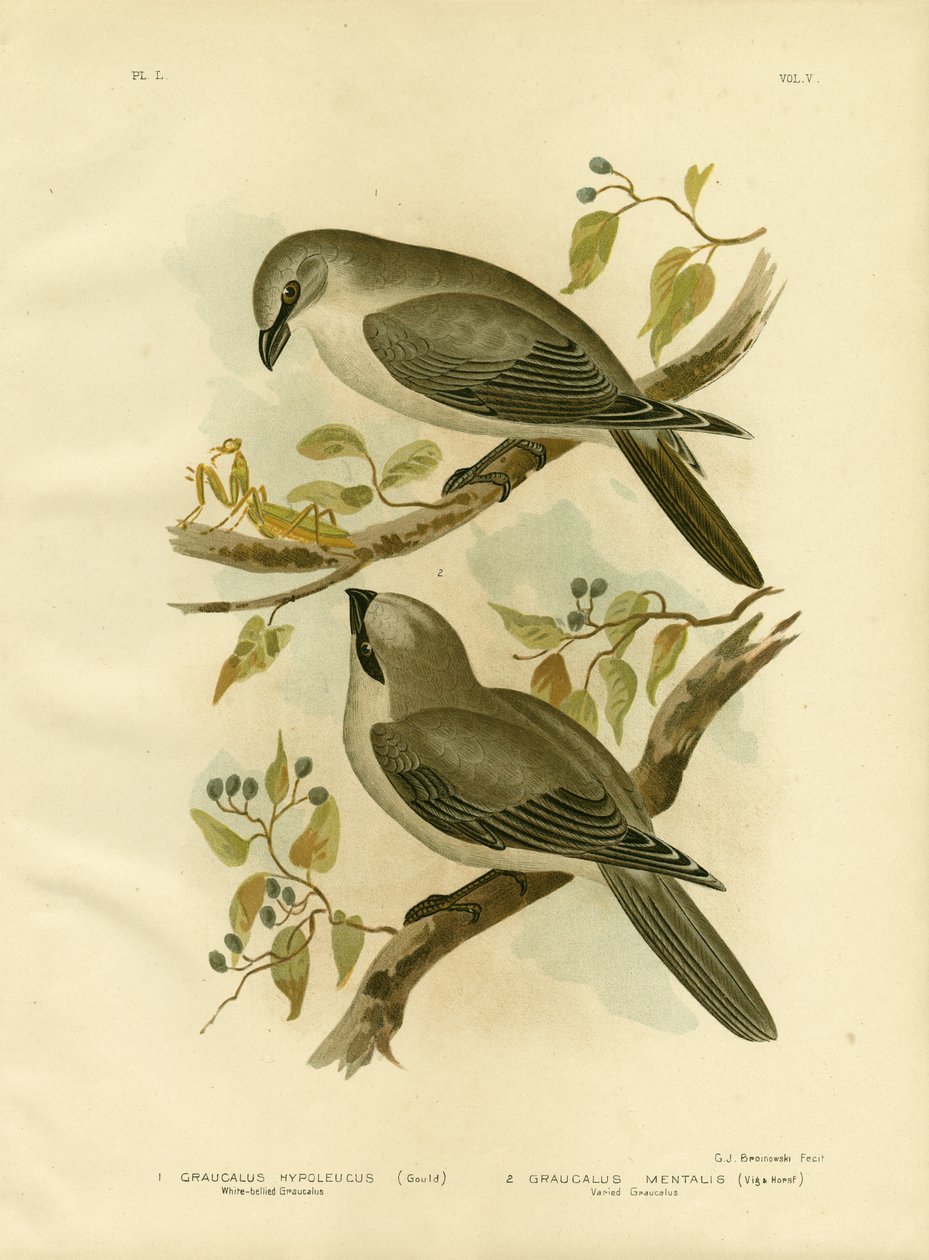 Hvidbuget gøgeurt, 1891 af Gracius Broinowski