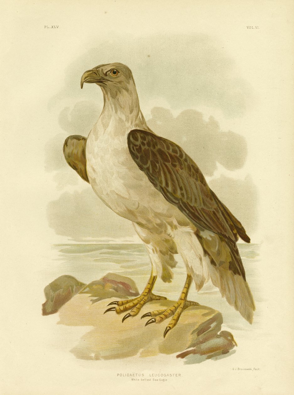 Hvidbuget havørn, 1891 af Gracius Broinowski