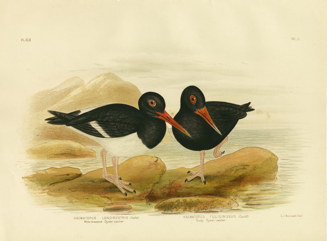 Hvidbarmet strandskader, 1891 af Gracius Broinowski