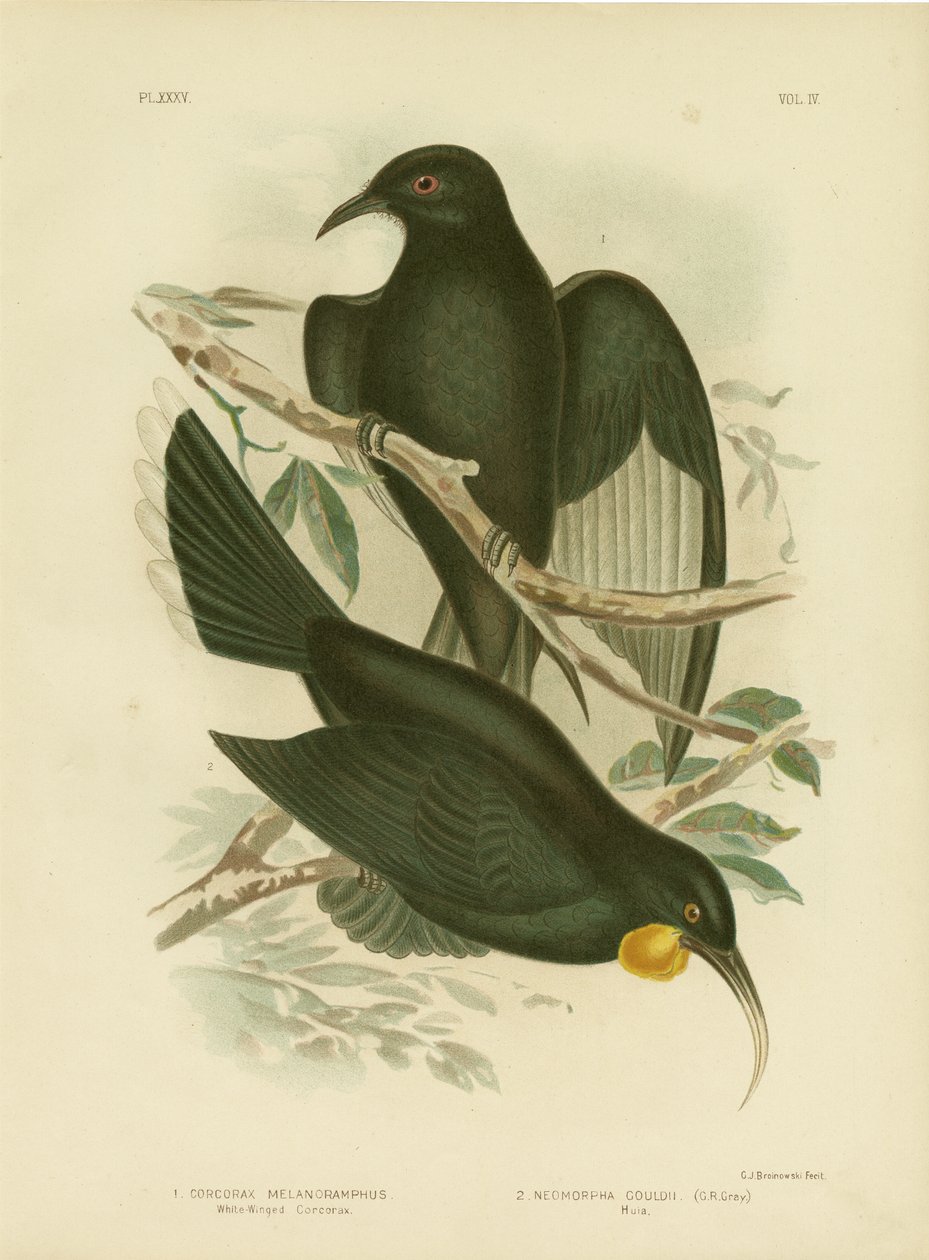 Hvidvinget Corcorax, 1891 af Gracius Broinowski