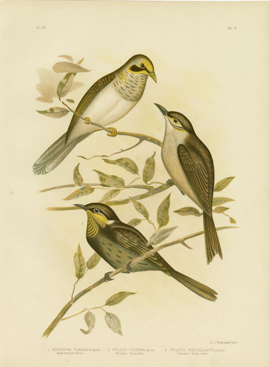 Gulstrubet minearbejder, 1891 af Gracius Broinowski