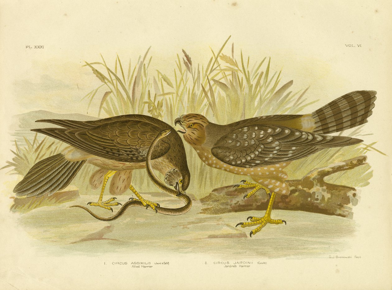 Allied Harrier eller Spotted Harrier, 1891 af Gracius Broinowski