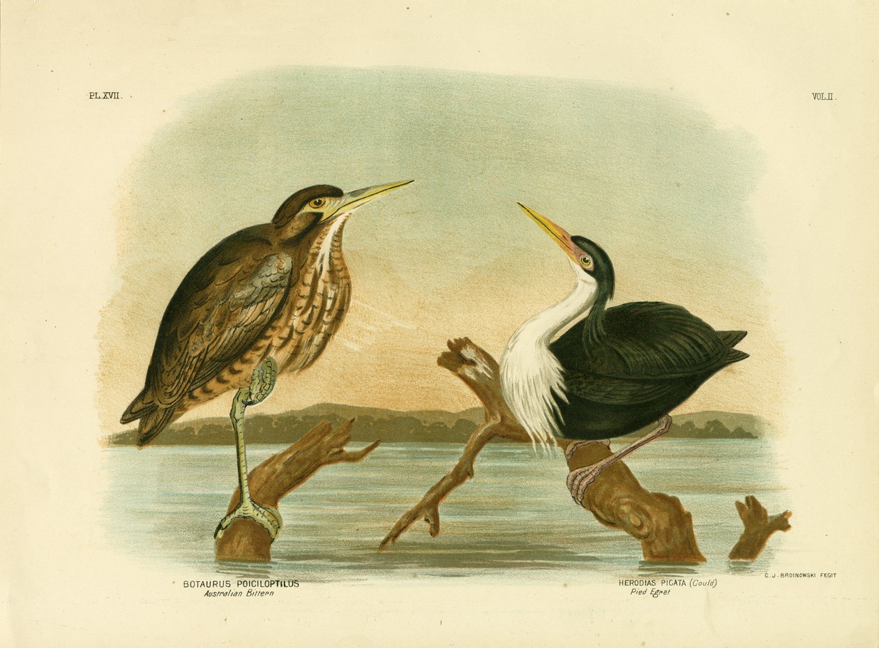 Australian Bittern, 1891 af Gracius Broinowski