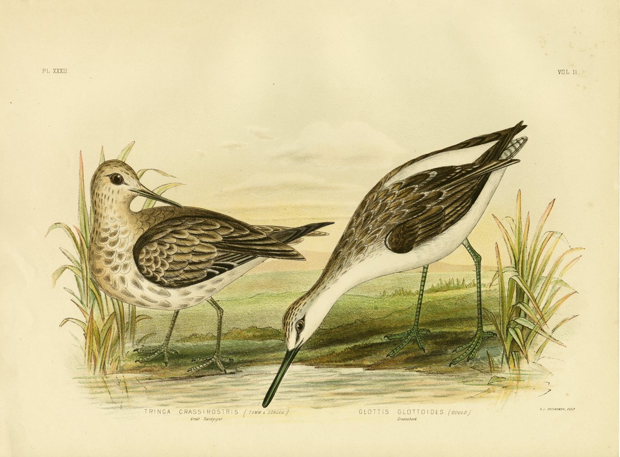 Store Sandpiper, 1891 af Gracius Broinowski