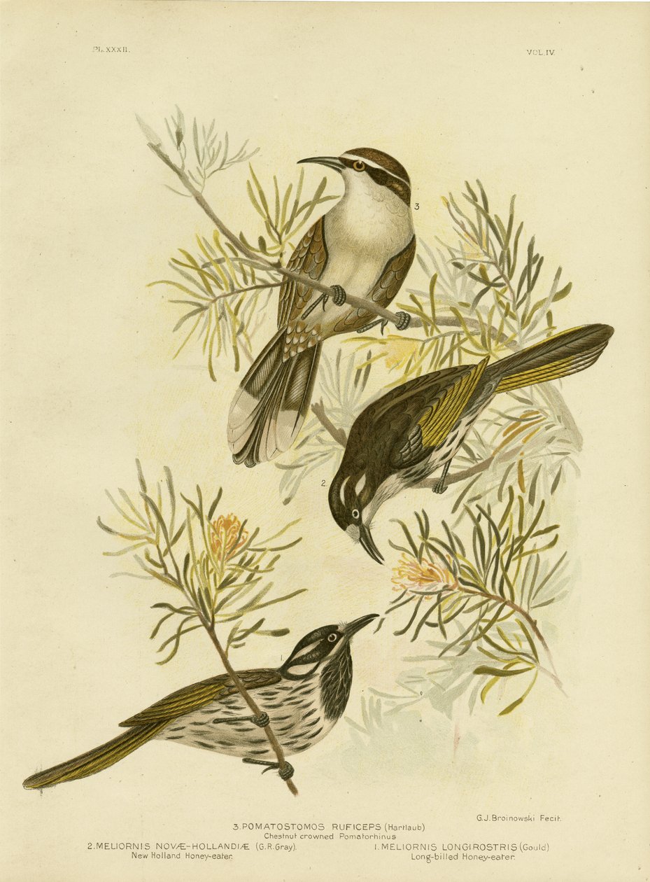 Langnæbbet honningæder, 1891 af Gracius Broinowski