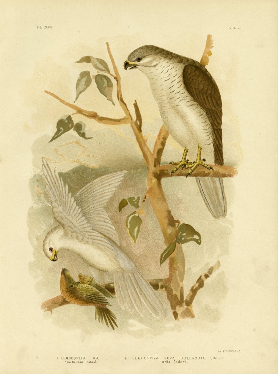 New Holland Goshawk, 1891 af Gracius Broinowski