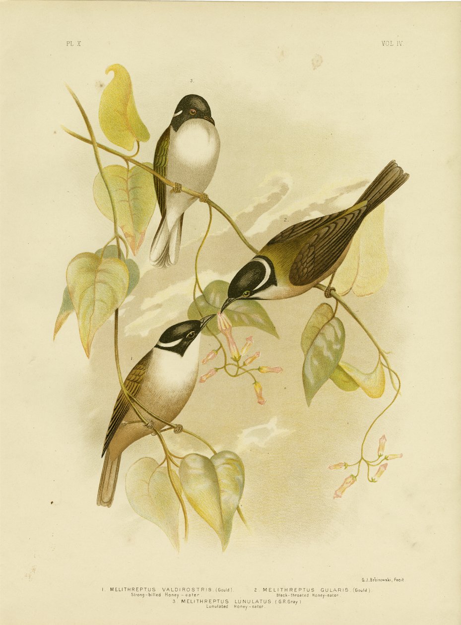 Stærknæbbet honningæble, 1891 af Gracius Broinowski