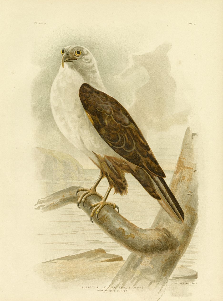Hvidbarmet havørn, 1891 af Gracius Broinowski